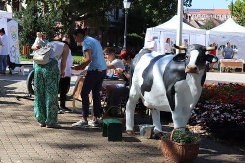 SkillFest-Hódmezővásárhely 2025
